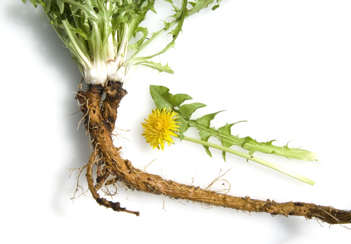 Dandelion Root Extract Powder.jpg